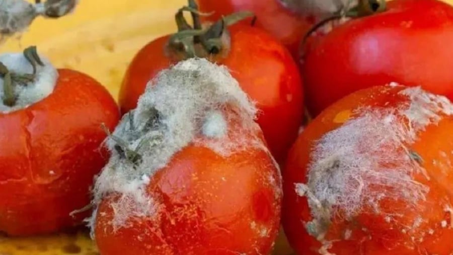 Cà chua thối, hỏng có nhiều công dụng hữu ích.