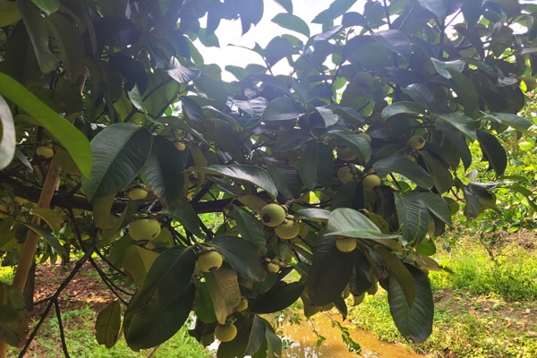 Trong những năm đầu, ông trồng xen kẽ nhiều loại cây khác như mít thái và chanh không hạt để tận dụng tối đa diện tích đất và tạo nguồn thu nhập ban đầu