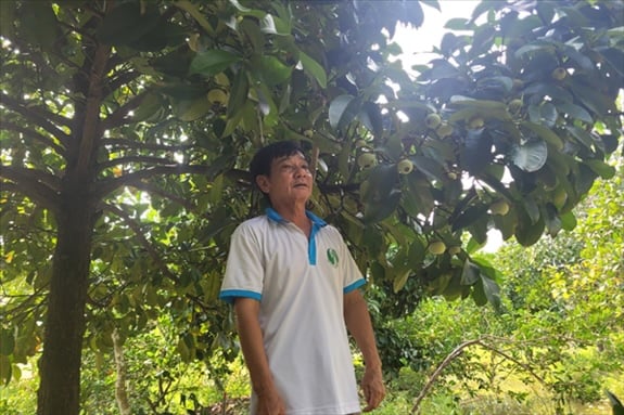 Tính đến thời điểm này, ông Bảo đã thu hoạch được hơn 1 tấn măng cụt