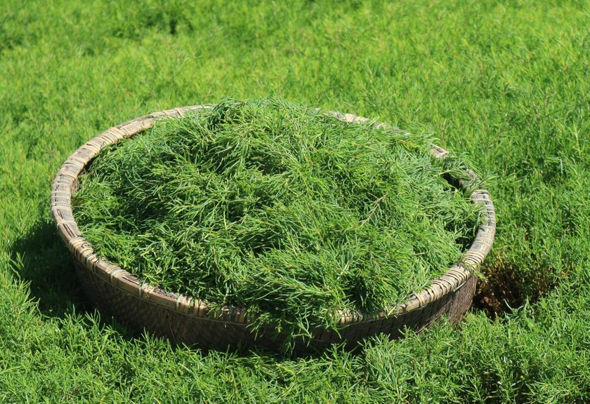 Sau thời gian học hỏi, anh kết hợp trồng cây rau giống và gieo hạt, nhờ đó đã nhân giống rau nhót ra các ruộng khác, hiện nay anh đã tự chủ được nguồn giống