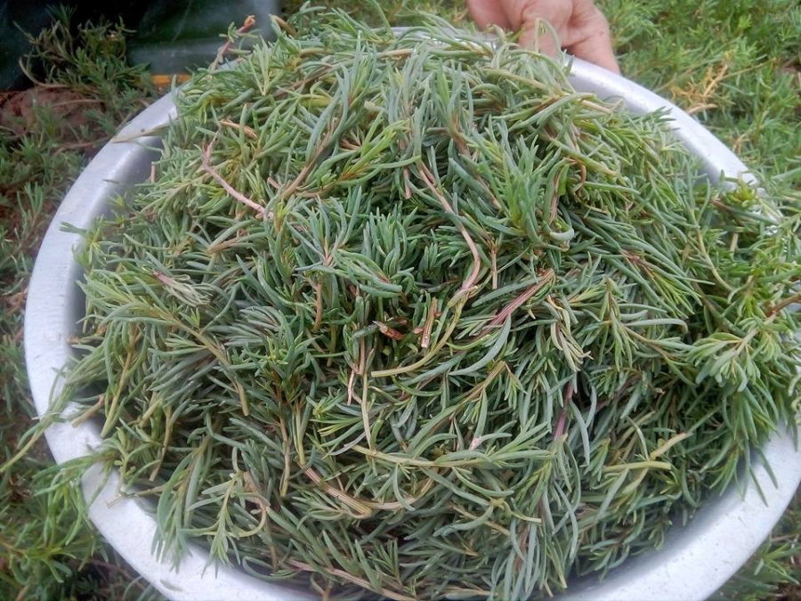 Anh Trần Văn Quân, sinh năm 1984 tại thôn 13, xã Quỳnh Vinh, thị xã Hoàng Mai, đã bắt đầu gắn bó với nghề trồng rau nhót từ khoảng 6 năm trước