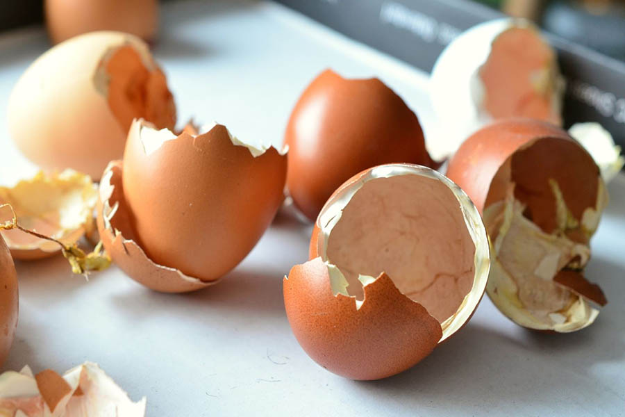 Cách đuổi thạch sùng bằng vỏ trứng    