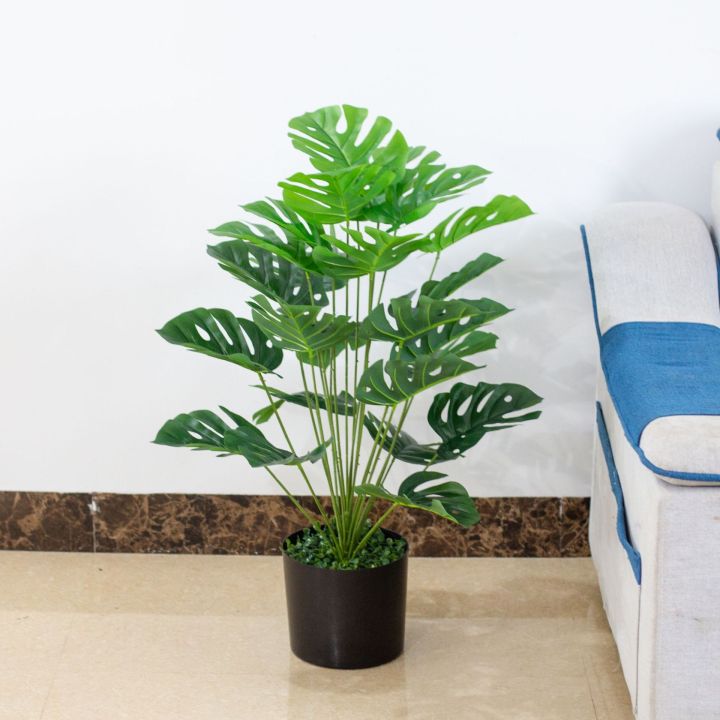 Trúc lưng rùa phong thủy, với những chiếc lá mang hình dáng đặc biệt giống mai rùa, là một loại cây cát tường mang lại nhiều lợi ích cho gia chủ