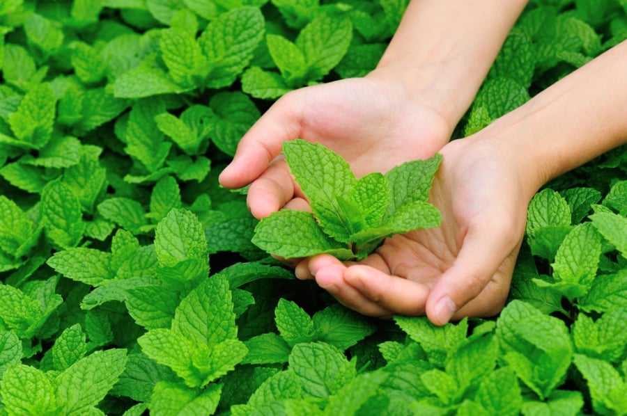 Loài gián sợ nhất mùi hương của lá bạc hà