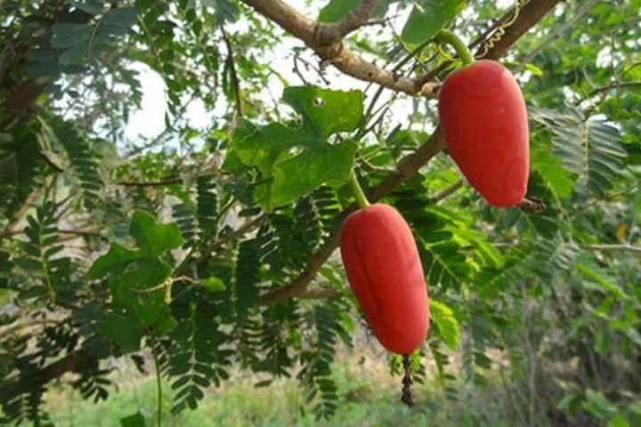 Rau bình bát thường được nấu cùng hột vịt lộn, hoặc dùng trong món lẩu hột vịt lộn ăn kèm bún và nhúng rau bình bát