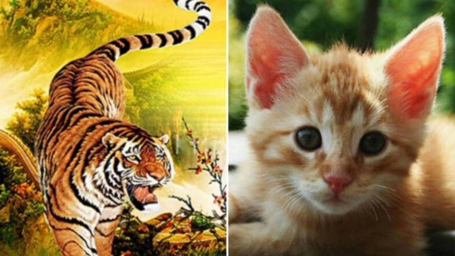 Sau tuổi 40, sự nghiệp của người tuổi Dần thăng tiến rõ rệt