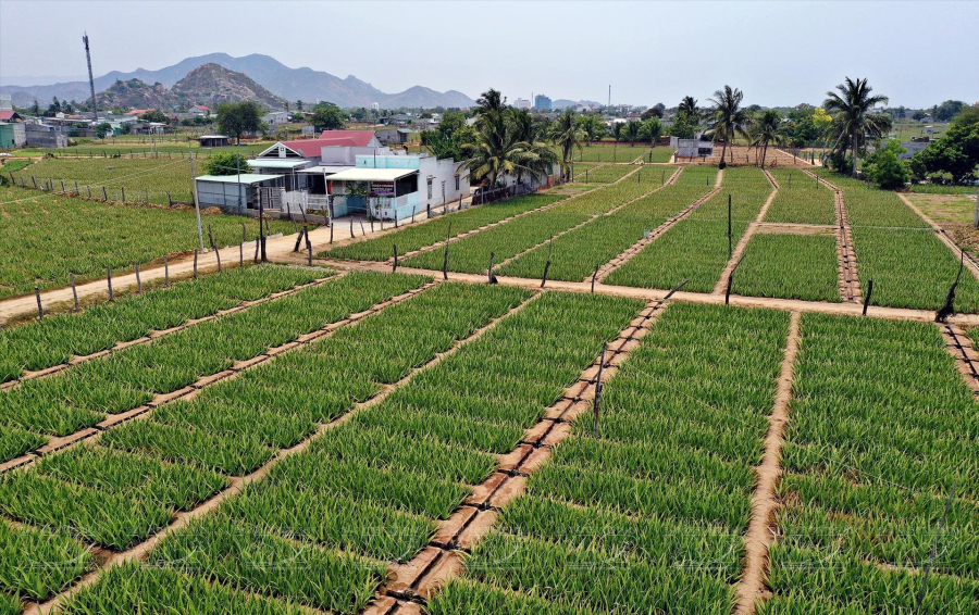 Hiện tại, giá nha đam dao động từ 3.000 đến 3.200 đồng/kg