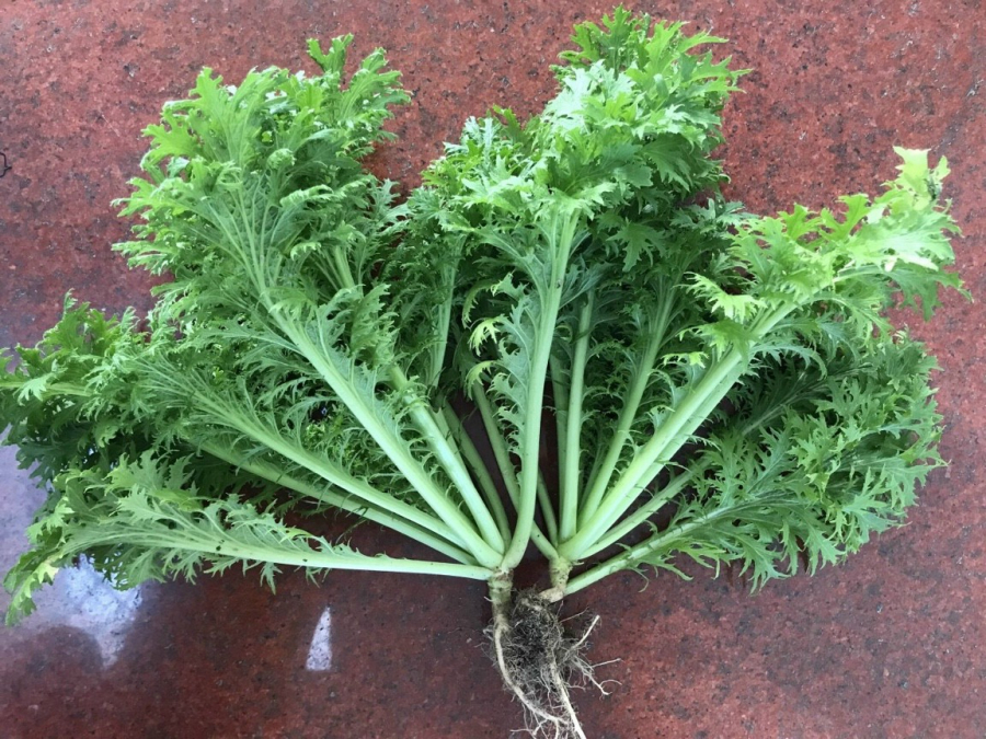 Rau mù tạt có nhiều lợi ích cho sức khoẻ