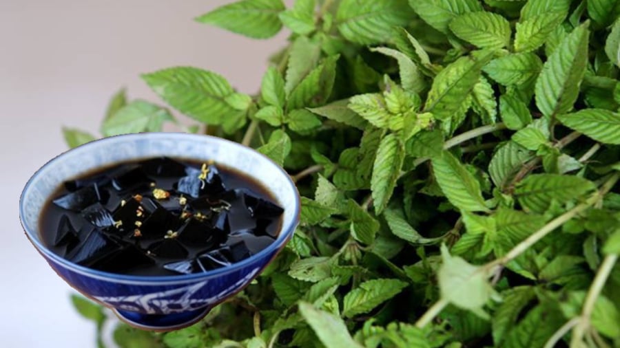 Thạch sương sáo là một trong những đặc sản nổi tiếng ở Cao Bằng.