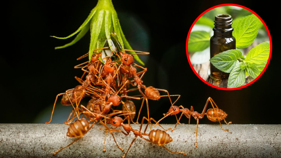 Bạn có thể sử dụng tinh dầu bạc hà để đuổi kiến, diệt kiến.