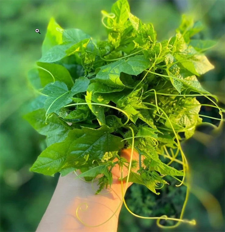 Trong những năm gần đây, rau chùm bao đã trở nên phổ biến tại các chợ quê và các cửa hàng rau sạch, với giá bán khoảng 60.000 đồng mỗi kilogram