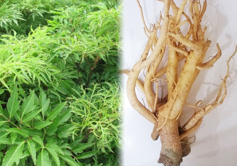 Thực tế, củ đinh lăng có độ tuổi từ 3 đến 5 năm phổ biến nhất để thu hoạch và ngâm