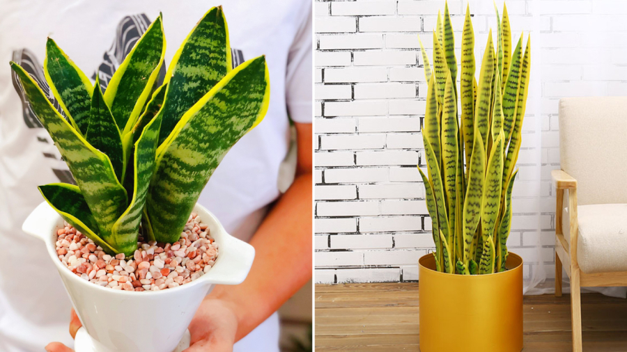 Cây lưỡi hổ hợp với người mệnh Kim và mệnh Thổ.