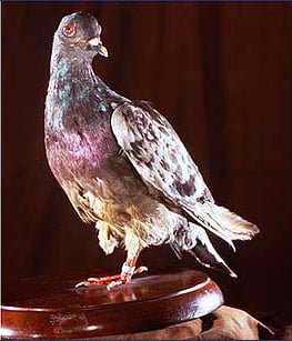 Chú chim anh hùng Cher  Ami