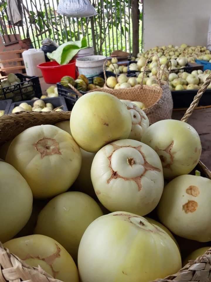 Dưa lê cũng tương tự dưa hấu nằm sát mặt đất nên bị cho là hấp thu nhiều khí xấu