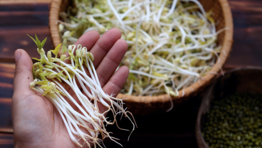 Bạn nên chọn mua loại giá đỗ hơi gầy, dài không đều nhau, màu trắng sữa, cọng giá cứng cáp