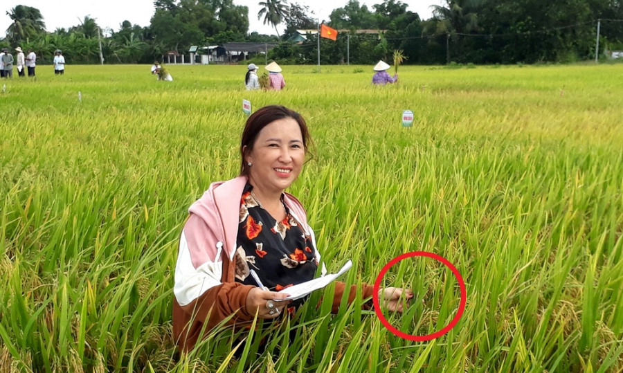 Với lòng ham học hỏi và quyết tâm sản xuất lúa giống để đạt lợi nhuận cao, họ đã không ngừng mở rộng diện tích canh tác