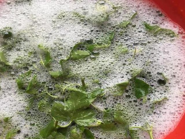 Một điều thú vị về rau chùm bao là chứa chất saponin, khi gặp nước sẽ tạo ra hiện tượng sủi bọt độc đáo
