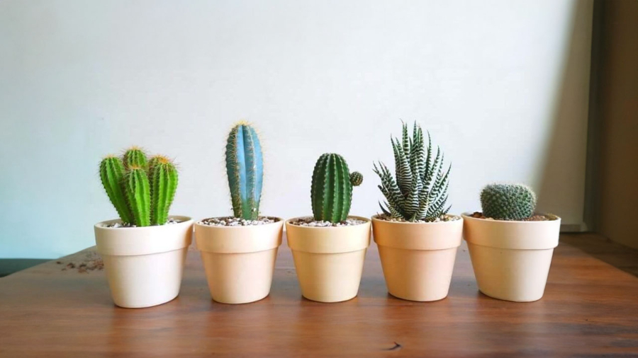 Xương rồng nhiều gai nhọn tạo sát khí