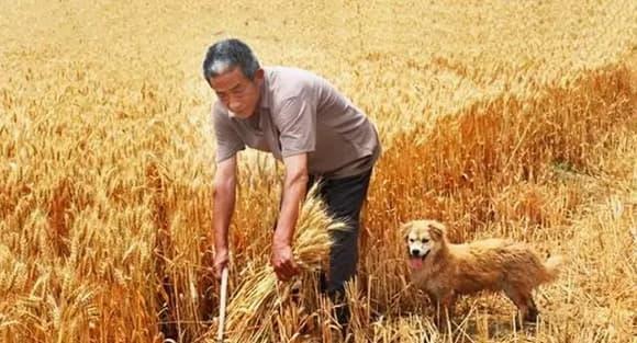 Tháng Tám là tháng thu hoạch, nhưng cũng là tháng nóng nhất trong năm.