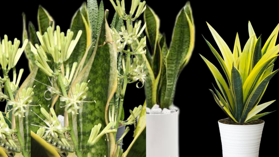 Lưỡi hổ là cây cảnh phong thủy phổ biến