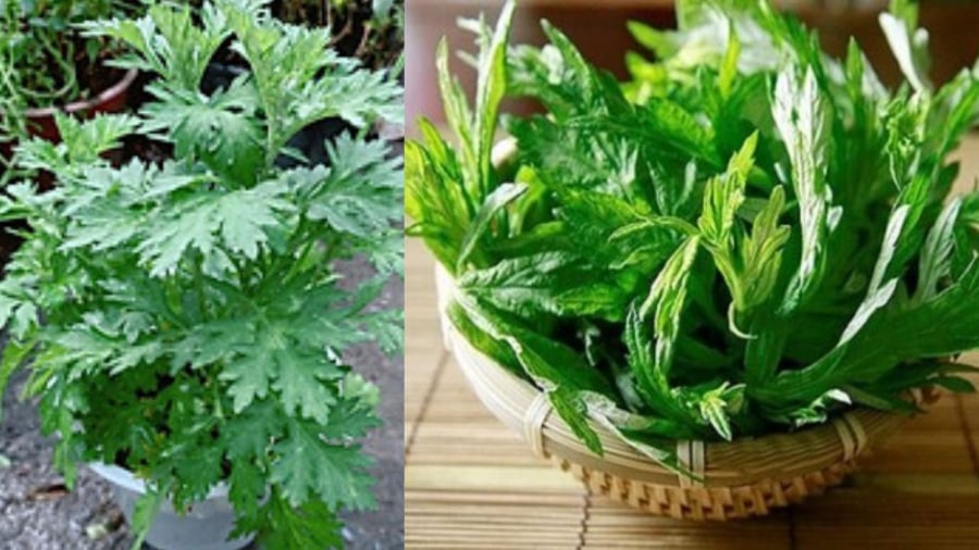 Cây ngải cứu có thể trồng trong chậu, thùng xốp