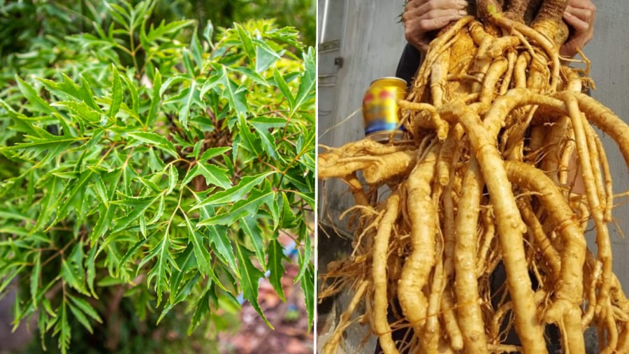 Cây đinh lăng không chỉ dùng để làm cảnh mà lá và củ đinh lăng có thể sử dụng để bồi bổ Sh88bet đăng ký miễn phí, tốt cho sức khỏe.