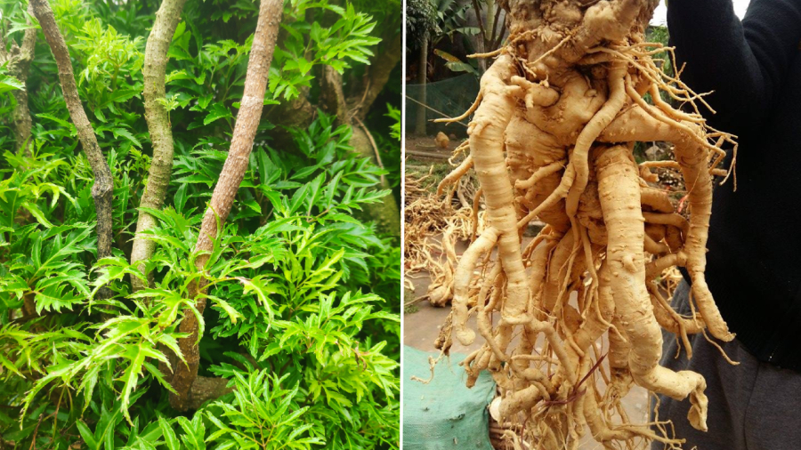 Phần củ đinh lăng không phải cứ càng nhiều tuổi sẽ càng tốt.