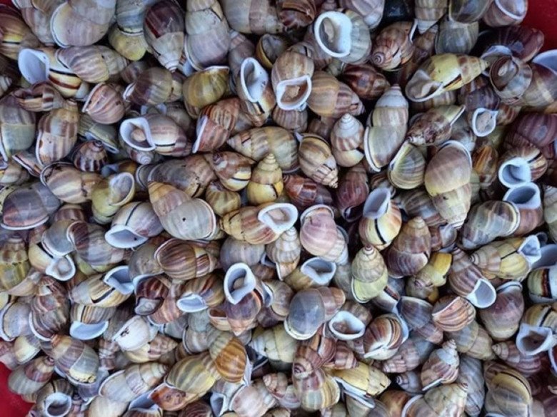 Người dân nơi đây tin rằng ăn thịt ốc lá sẽ mang lại nhiều may mắn
