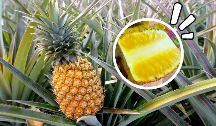 Chọn mua dứa mật thơm ngon