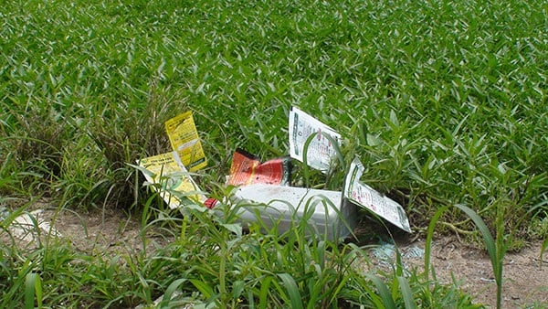 Rau muống bón thuốc kích thích nhanh lên mầm mới