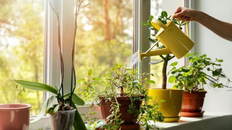 Mùa hè cần chú ý cách tưới nước cho cây