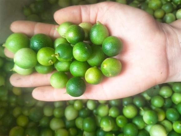 Chanh rừng (hay còn gọi là chanh tí hon) là sản vật đặc trưng của vùng núi Mẫu Sơn, nơi có độ cao từ 800 - 1541m so với mực nước biển và nhiệt độ trung bình từ 15 đến 22 độ C. 