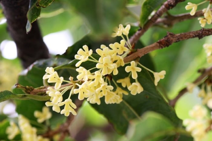 Cây quế dù mang ý nghĩa tốt đẹp nhưng khi trồng chúng ta cũng cần quan tâm đến môi trường để cây có thể phát triển tốt hơn.