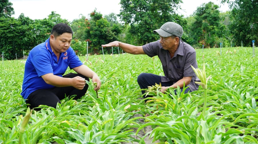 Giá giống cây trinh nữ hoàng cung hiện đang ở mức khá cao, từ 5.000 đến 6.000 đồng/củ