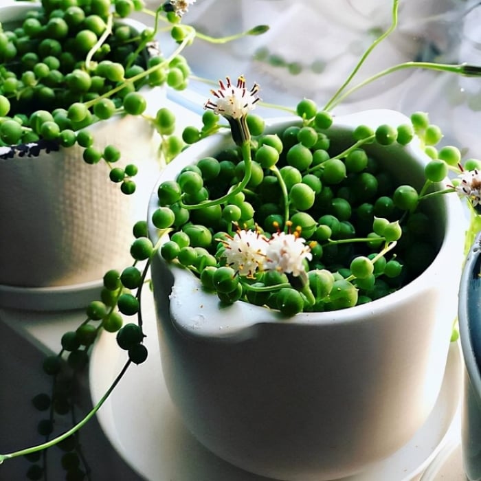 Những bông hoa nhỏ xinh màu trắng và mùi thơm ngọt nhẹ.