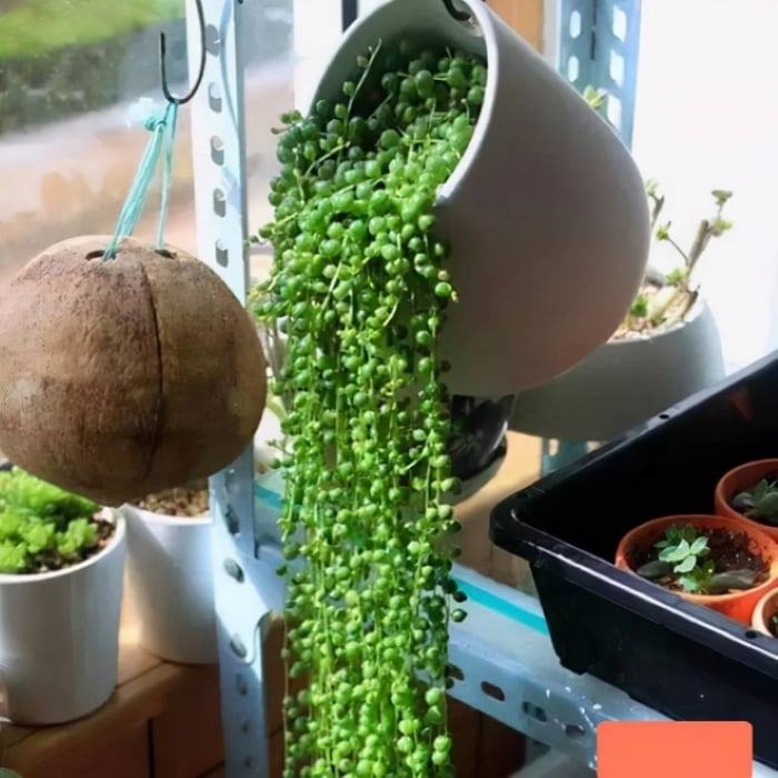Cây chuỗi ngọc có thể đặt ở gờ tường, kệ gỗ, cũng có thể treo tự do