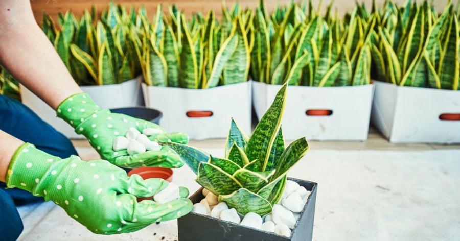 Cây lưỡi hổ không nên để dưới cửa thoát gió điều hòa