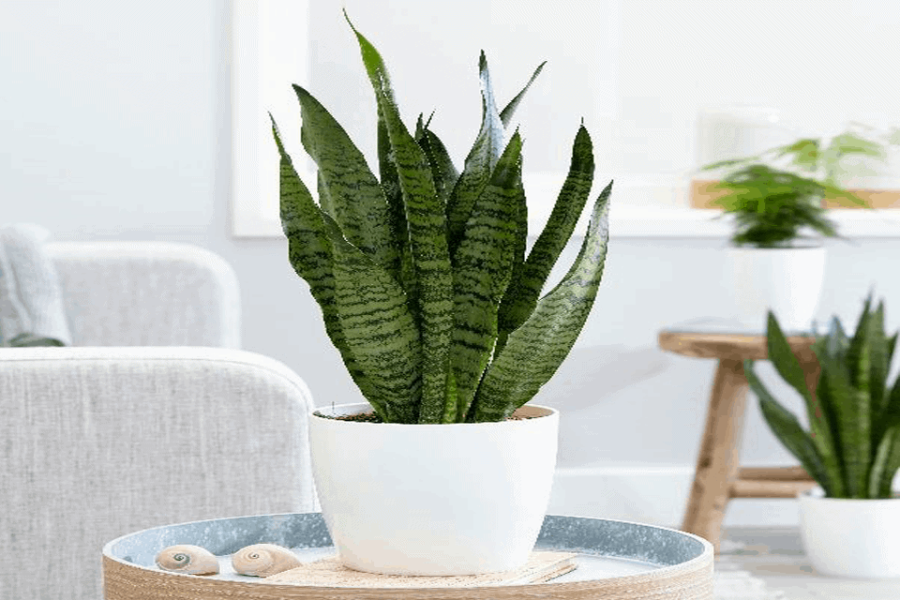Khi chọn vị trí đặt lưỡi hổ, bạn cần phải tránh những nơi có độ thông gió quá cao.