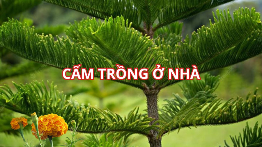 Cây đã trồng ở nghĩa địa sẽ hấp thụ khí xấu