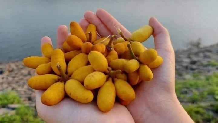 Quả dủ dẻ, còn được gọi là dủ dẻ trâu, xuất hiện phổ biến ở những vùng ven đồi và bìa núi thuộc khu vực đồng bằng