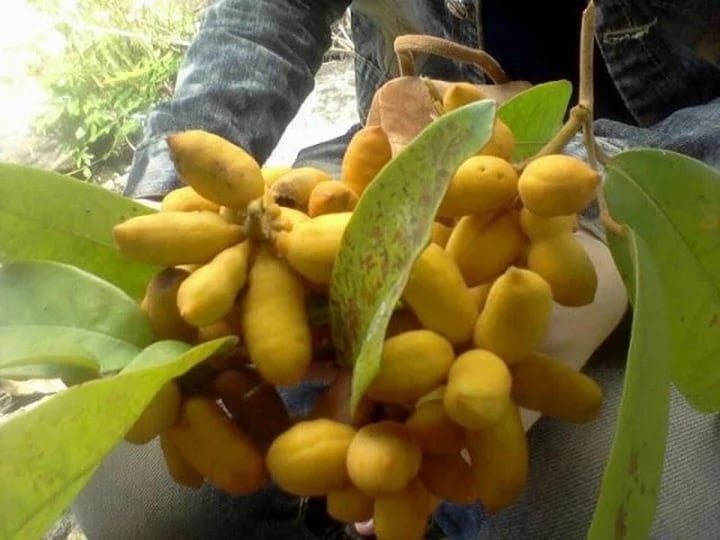 Không chỉ phổ biến ở vùng núi Quảng Trị, cây dủ dẻ còn có mặt tại Quảng Ngãi, Khánh Hòa, Ninh Thuận, Gia Lai, Đắk Lắk, Lâm Đồng và Đồng Nai...