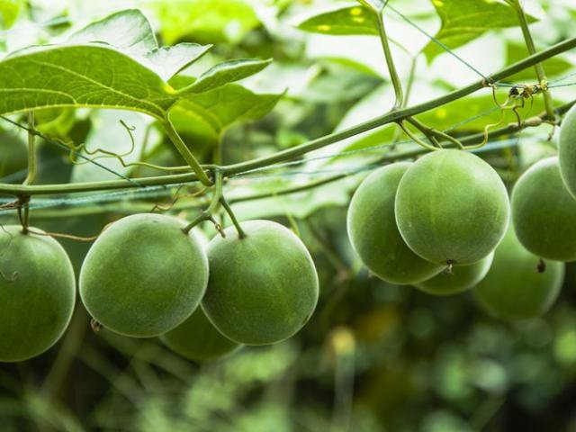 Thời gian thu hoạch la hán thường diễn ra từ tháng 7 đến tháng 9 hàng năm