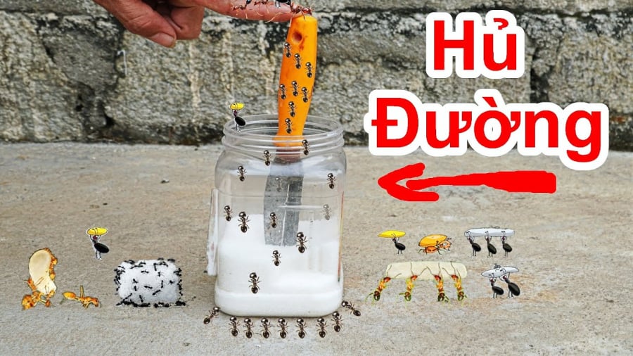 Cách đuổi kiến khỏi lọ đường cực dễ