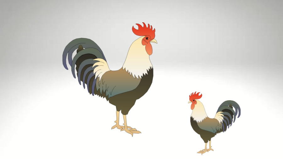 Gà gáy sáng là bình thường nhưng gáy đêm là bất thường