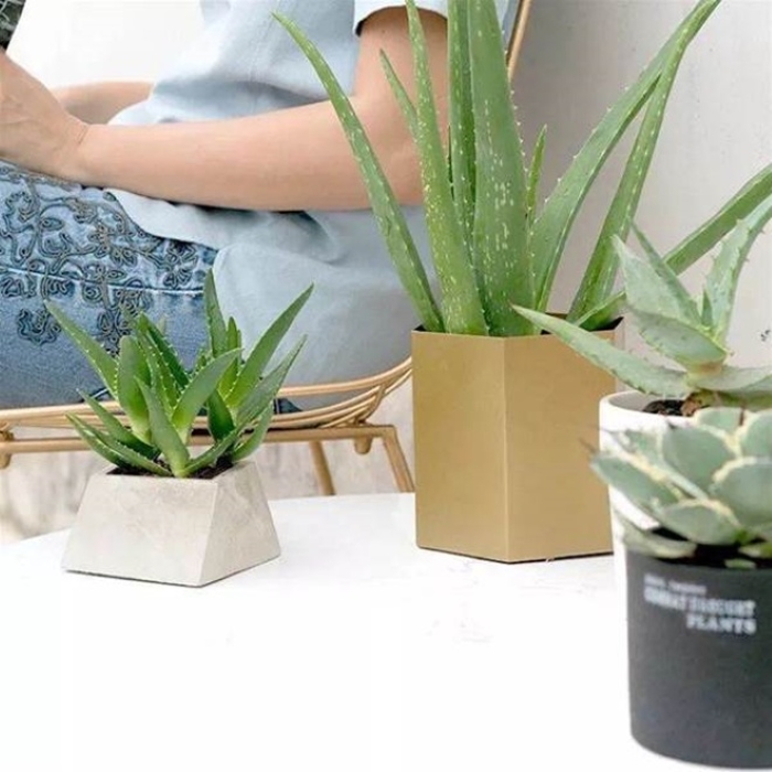Cây nha đam mang đến cảm giác thanh thản, nhẹ nhàng nên rất tốt cho trí não của con người.