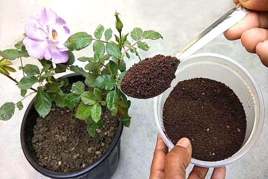 Bón phân cho cây 3 lần trong năm để cây phát triển khỏe mạnh