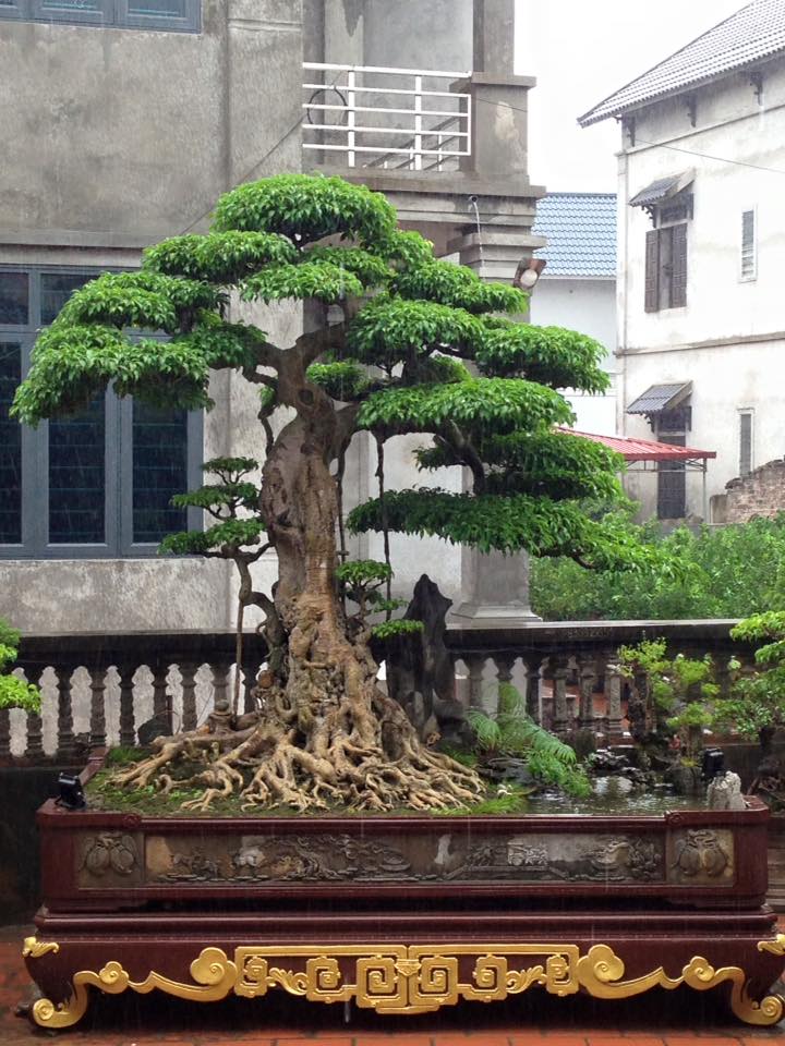 Để tạo nên những cây sanh bonsai có kiểu dáng đẹp và mang đậm chất nghệ thuật, người trồng cần phải chăm sóc tỉ mỉ và thường xuyên cắt tỉa để định hình cho cây