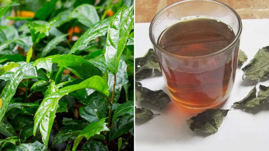 Uống nước xạ đen có thể mang lại nhiều lợi ích cho Sh88bet đăng ký miễn phí.