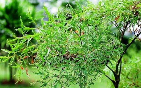 Cây đinh lăng có rất nhiều ứng dụng tuyệt vời trong Shbet16 chơi game trực tuyến